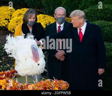 Washington, Vereinigte Staaten Von Amerika. November 2020. Präsident Donald J. Trump begnadigt "Mais" während der nationalen Thanksgiving Türkei Begnadigung Zeremonie Dienstag, 24. November 2020, im Rosengarten des Weißen Hauses. Personen: Präsident Donald Trump Kredit: Storms Media Group/Alamy Live News Stockfoto