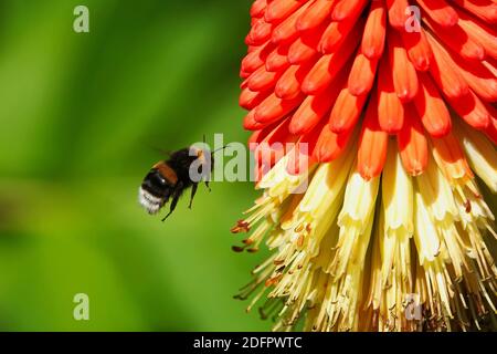 Weißschwanzhummel oder Bombus lucorum schweben in der Nähe eines roten heißen Poker Blume Stockfoto