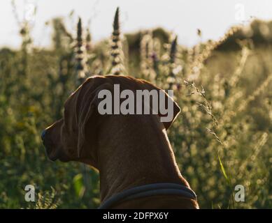 Mit einem schönen rhodesian ridgeback eine schöne Zeit bei Sonnenuntergang In jena Stockfoto