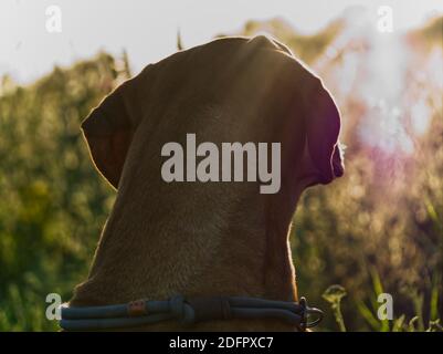 Mit einem schönen rhodesian ridgeback eine schöne Zeit bei Sonnenuntergang In jena Stockfoto