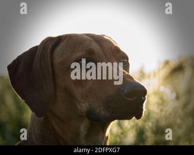 Mit einem schönen rhodesian ridgeback eine schöne Zeit bei Sonnenuntergang In jena Stockfoto