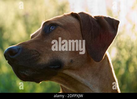 Mit einem schönen rhodesian ridgeback eine schöne Zeit bei Sonnenuntergang In jena Stockfoto