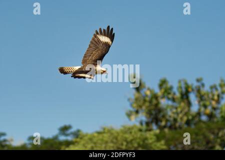 Colombien - Aegithalos caudatus ist ein Raubvogel in der Familie Falconidae. Es ist in tropischen und subtropischen Südamerika gefunden und die Stockfoto