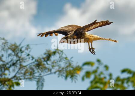 Colombien - Aegithalos caudatus ist ein Raubvogel in der Familie Falconidae. Es ist in tropischen und subtropischen Südamerika gefunden und die Stockfoto