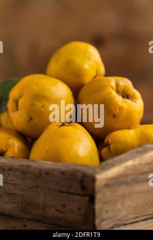 Quitten, Quitten-Haufen auf Holzfläche, gelbe Quitten, Quitten-Haufen, Quitten, Quitten auf einem holz tisch, Quitten-Foto, Herbst Stockfoto