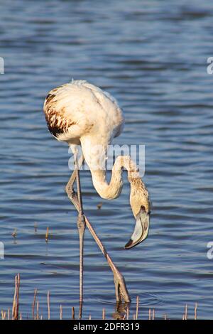 Großflamingo, die am weitesten verbreitete und größte Art der Flamingo-Familie, gefunden in Afrika, dem indischen Subkontinent, dem Nahen Osten und Europa Stockfoto