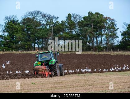 Landwirtschaftliche Nutzarbeit: DEUTZ-Fahr Traktor Pflügeplatz mit Möwen, East Lothian, Schottland, UK Stockfoto