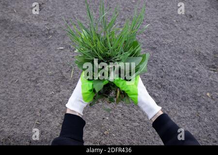 Frau hält eine Handvoll Unkraut aus dem Garten. Unkraut und Pflanzen Wurzeln werden von Hand entfernt. Stockfoto