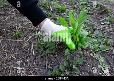 Frau hält eine Handvoll Unkraut aus dem Garten. Unkraut und Pflanzen Wurzeln werden von Hand entfernt. Stockfoto