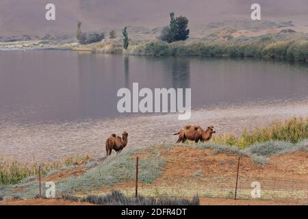 Baktrian Kamele-Pappel Bäume-Sumu Barun Jaran See. Badain Jaran Wüste-Innere Mongolei-China-1148 Stockfoto
