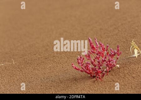 Kleiner rosa Strauch auf dem Sand-Badain Jaran Wüste Megadune-Innere Mongolei-China-1155 Stockfoto