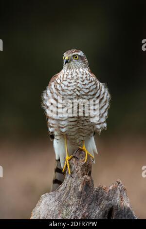 Junger männlicher eurasischer Sperber (Accipiter nisus) Auf einem alten Baumstamm gelegen Stockfoto