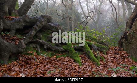 Charmantes Moos bedeckt exponierte Baumwurzeln gegen braunen Herbst oder Herbstlaub Stockfoto