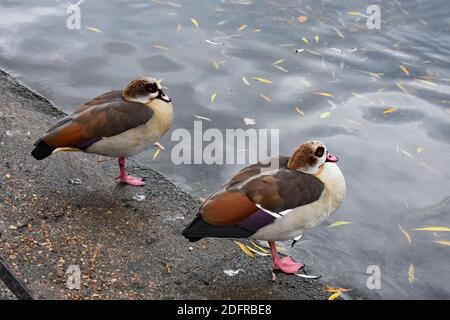 Zwei ägyptische Gänse (Alopochen aegyptiaca) stehen am Rande eines Sees mit schwebenden Blättern im St James's Park in Westminster, London, Großbritannien. Stockfoto