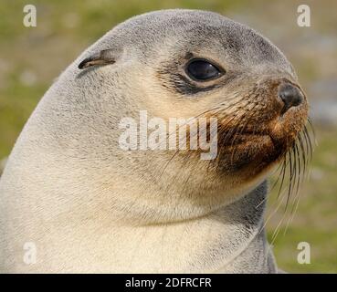 Eine junge luechistische, blass gefärbte antarktische Pelzrobbe (Arctocephalus gazella) am Strand der Salisbury Plain. Salisbury Plain, Südgeorgien. 19 Fe Stockfoto