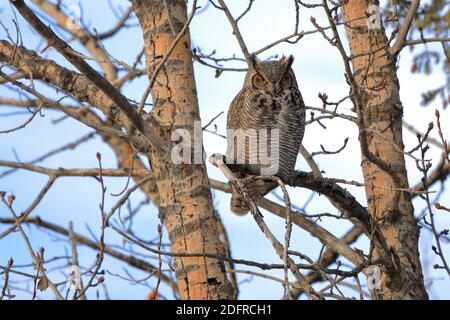 Große gehörnte Eule - Bubo virginianus in Pappel Baum Stockfoto