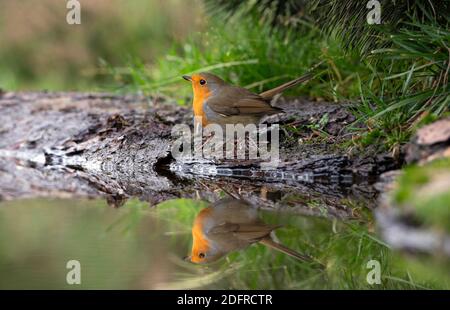 Europäischer Robin (Erithacus rubecula) Sich im Wasser eines kleinen Teiches spiegeln Stockfoto