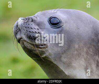 Juvenile Südelefantenrobbe (Mirounga leonina) Grytviken, Südgeorgien 20Feb16 Stockfoto