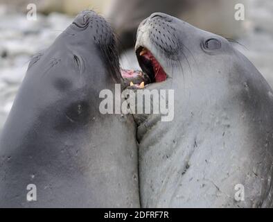 Zwei junge männliche Southern Elephant Seals (Mirounga leonina) spatern in Vorbereitung auf das Erwachsenenleben. Shingle Cove, Coronation Island, South Orkney Islands, A Stockfoto