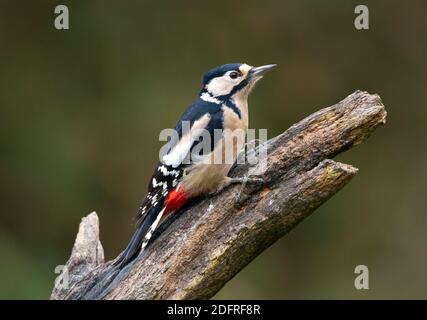 Seitenansicht eines erwachsenen Männchen Buntspecht (Dendrocopos major) auf einem toten Ast thront Stockfoto