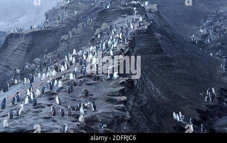 Mausende Erwachsene und junge Chinstrap Pinguine (Pygoscelis antarctica) stehen auf schwarzem Vulkansand in ihrer Brutkolonie. Saunders Island, South Sandw Stockfoto