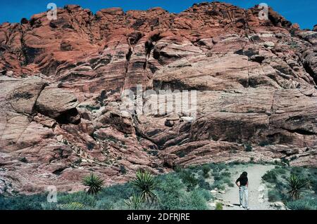 Zahlreiche Wanderwege ermöglichen den Besuchern einen Blick aus der Nähe auf das Mojave Desert Terrain und ungewöhnliche geologische Formationen im riesigen Red Rock Canyon National Conservation Area ein paar Meilen westlich von Las Vegas in Nevada, USA. Eisenmineralien in Sandsteinschichten, die vor Millionen von Jahren entstanden sind, oxidierten im Laufe der Zeit, um dem Gestein seine rötliche Farbe zu verleihen, nach der das ausgedehnte Schutzgebiet benannt ist. Wo das Gestein in der Farbe buff ist, wurden die Eisenmineralien nie abgelagert oder das Eisen wurde durch unterirrtes Wasser ausgewaschen. Viele der Wanderwege sind von einer einbahnigen 13-Meilen Scenic Drive Loop Road aus erreichbar Stockfoto