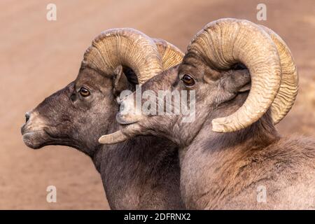 Big Horn Schafe in Waterton Canyon Colorado Stockfoto