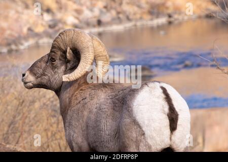 Big Horn Schafe in Waterton Canyon Colorado Stockfoto