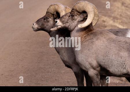 Big Horn Schafe in Waterton Canyon Colorado Stockfoto