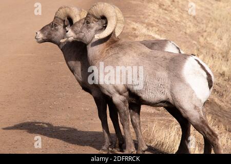 Big Horn Schafe in Waterton Canyon Colorado Stockfoto