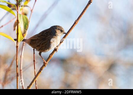 Ein Dunnock (Prunella Modularis), auch bekannt als Heckensparrow, Barching on a Stem of a Forsythia Bush in Autumnal Sunshine Stockfoto