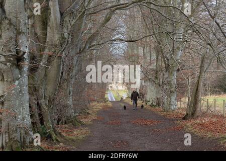 Ein Mann, der zwei Hunde auf einem Fußweg durch eine geht Avenue von Buchenbäumen in der Nähe der verlassenen Bischof's Palace Fetternear bei Kemnay in Schottland Stockfoto