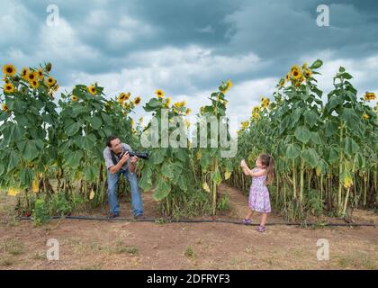 Ein Vater und eine Tochter haben viel Spaß beim Fotografieren von einander in einem Sonnenblumenfeld. Stockfoto