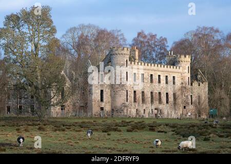 Eine Pastorallandschaft, in der eine Herde Schafe weiden Vor den Ruinen des mittelalterlichen Bischofspalastes In Fetternear bei Kemnay in Schottland Stockfoto