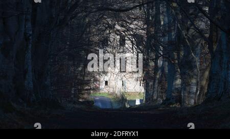 Ein Blick durch einen Tunnel aus Buchenbäumen auf die Ruinen des Bishop's Palace in Fetternear, in der Nähe von Kemnay in Aberdeenshire, Schottland Stockfoto