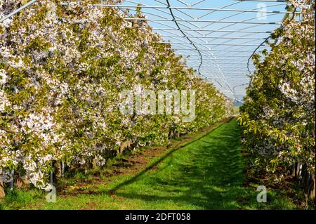 Reihen von Kirschbäumen mit weißen Blüten in Obstgarten mit Vogelschutz-System in sonnigen Frühlingstag, Betuwe, Niederlande Stockfoto