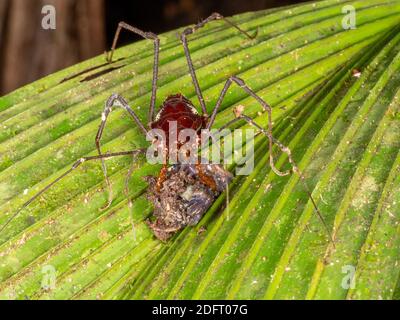 Kranich Harvestman (Familie Cranaidae) Füttern von etwas Detritus auf einem Blatt im Regenwald Stockfoto