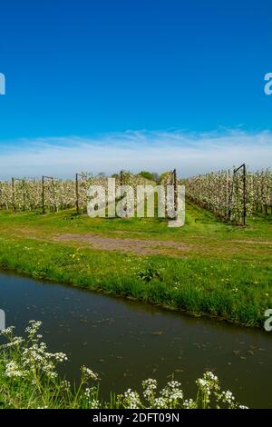 Reihen mit blühenden Apfelbäumen im Frühling in Obstgärten an sonnigen Tagen, Betuwe, Niederlande Stockfoto