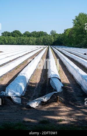 Weißes Spargelfeld mit Reihen mit weißer Plastikfolie an sonnigen Tag bedeckt Stockfoto
