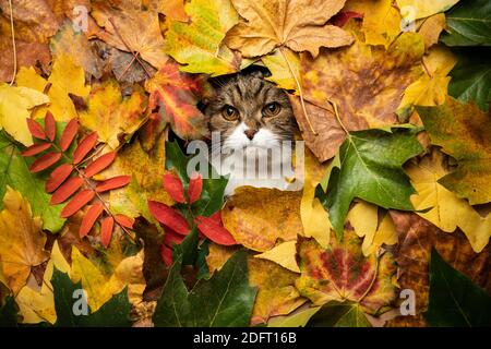 Neugierige gestromte weiße britische Kurzhaarkatze, die durch ein Loch schaut Von verschiedenen farbigen Herbstblättern mit Kopierraum Stockfoto