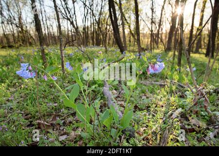 Virginia Bluebells blühen auf dem Waldboden des Banshee Reeks Nature Preserve. Stockfoto