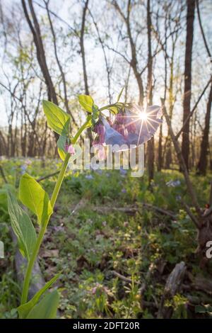 Virginia Bluebells blühen auf dem Waldboden des Banshee Reeks Nature Preserve. Stockfoto