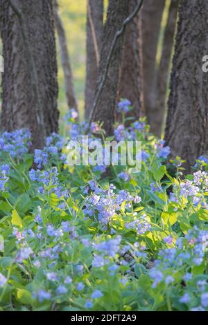 Virginia Bluebells blühen auf dem Waldboden des Banshee Reeks Nature Preserve. Stockfoto