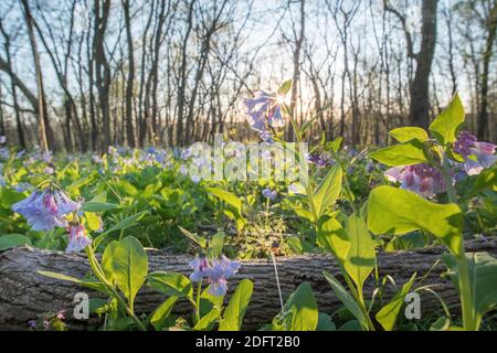 Virginia Bluebells blühen auf dem Waldboden des Banshee Reeks Nature Preserve. Stockfoto