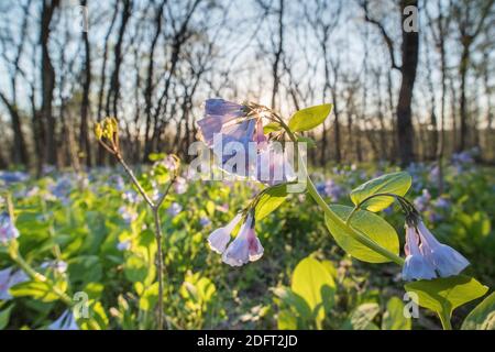 Virginia Bluebells blühen auf dem Waldboden des Banshee Reeks Nature Preserve. Stockfoto