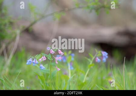 Virginia Bluebells oder Mertensia virginica blühen im Frühling auf dem Waldboden. Stockfoto