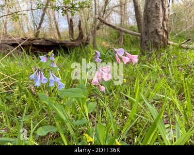 Virginia Bluebells oder Mertensia virginica blühen im Frühling auf dem Waldboden. Stockfoto