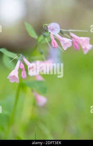 Virginia Bluebells oder Mertensia virginica blühen im Frühling auf dem Waldboden. Stockfoto