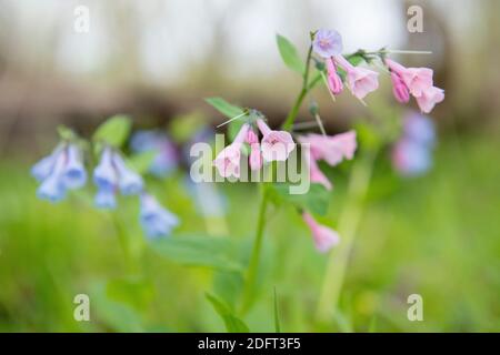 Virginia Bluebells oder Mertensia virginica blühen im Frühling auf dem Waldboden. Stockfoto