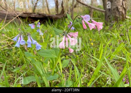 Virginia Bluebells oder Mertensia virginica blühen im Frühling auf dem Waldboden. Stockfoto